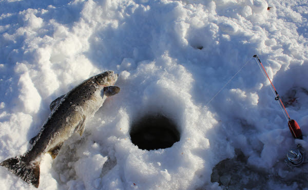 Bilden föreställer en fisk som ligger på snön intill ett fiskehål