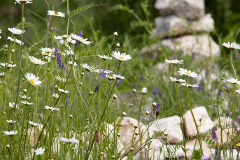 blommor