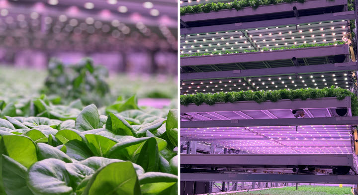 Företaget Vaxa farm forskar kring vertikal odling i en kontrollerad inomhusmiljö.