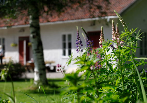 Bilden föreställer ett vid hus på Lögdö Bruk med blommor i förgrunden