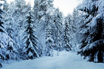 En skog i vinter.