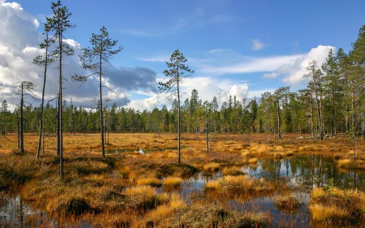 En myr i soligt väder