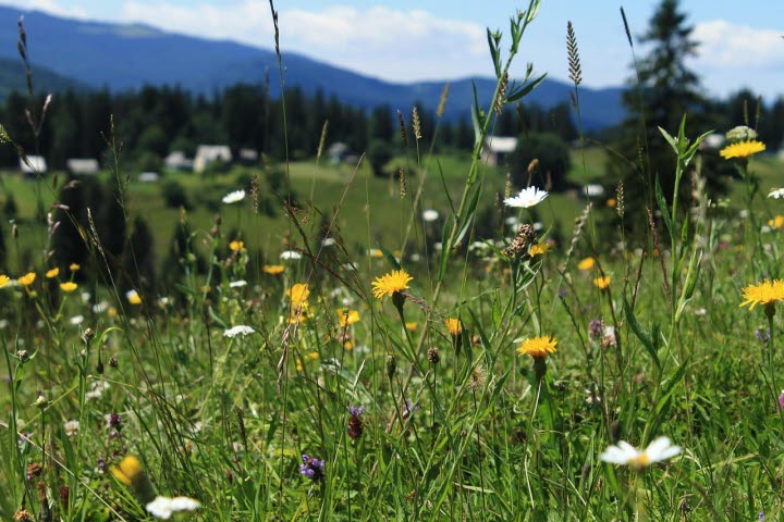 Blomsteräng