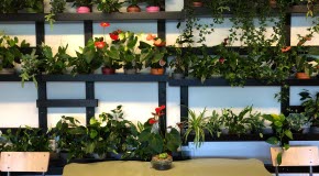 Hundratals växter pryder väggarna i Timrå gymnasiums gröna klassrum