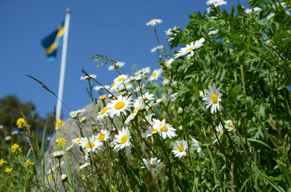 I förgrunden växer prästkragar och i bakgrunden ser man den svenska flaggan på en flaggstång.
