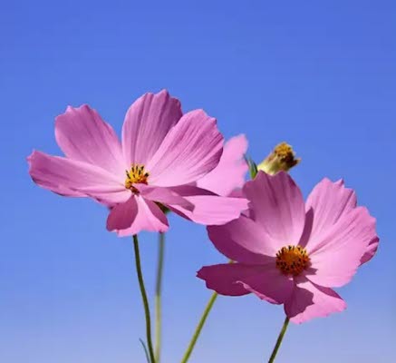 Bilden föreställer rosa blommor