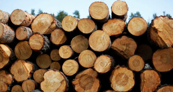 Skog 2.jpg