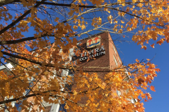 Kommunhuset i Timrå. I framgrunden syns ett träd med höstlöv.