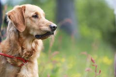 Hund