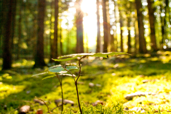 Bilden föreställer en skogsdunge där solen tränger sig igenom.