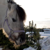 Bilden föreställer en häst vid Timrå Ridstadion. 