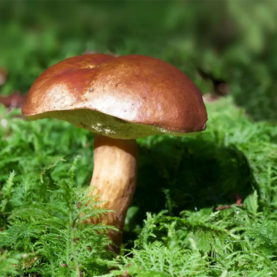 Bilden föreställer en svamp i skogen