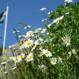 I förgrunden växer prästkragar och i bakgrunden ser man den svenska flaggan på en flaggstång.