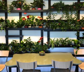Hundratals växter pryder väggarna i Timrå gymnasiums gröna klassrum