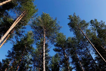 Skog